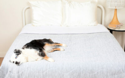 Check out these cooling dog beds and other ingenious summer essentials for pets. Now on sale if you hurry!