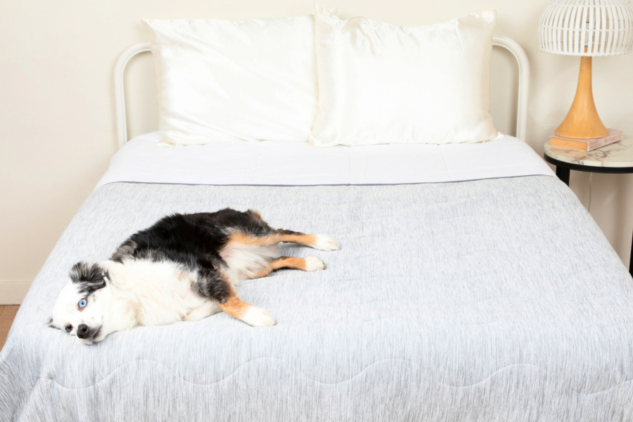 Check out these cooling dog beds and other ingenious summer essentials for pets. Now on sale if you hurry!